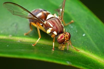 Queensland fruit fly