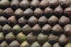 Rows of Hass avocados Adobe Stock