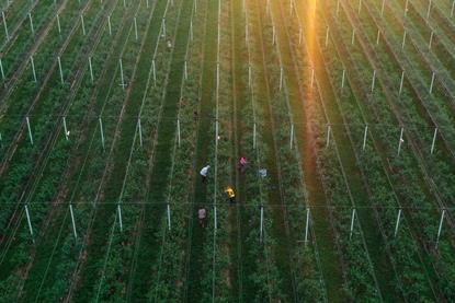 RS Takovo blueberry production