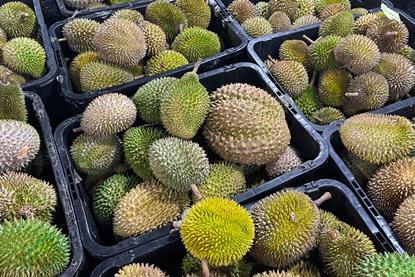 Malaysian durian