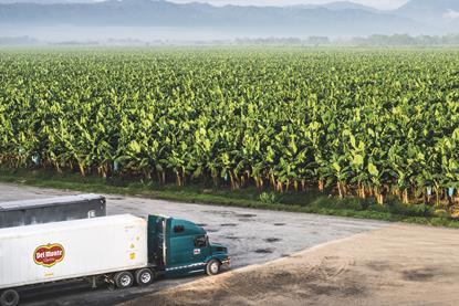 Fresh Del Monte lorry banana production