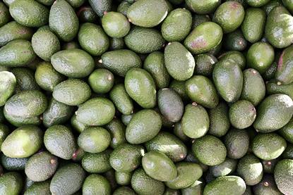Green Hass avocados overhead shot Adobe Stock