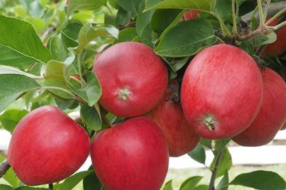 Charlo apples on a tree