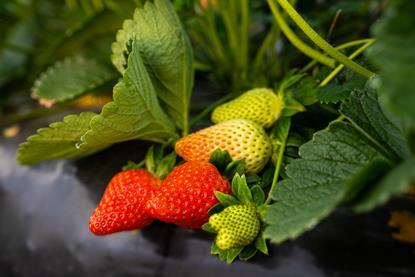 Campo Fresón de Palos