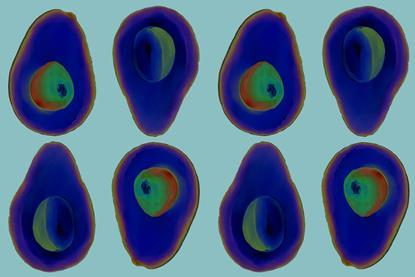 Avocado scans