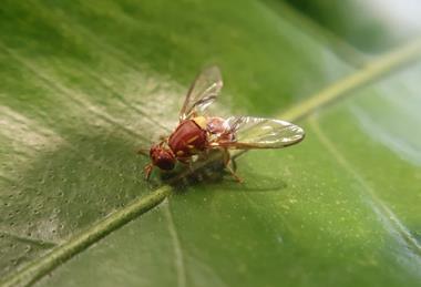 Queensland fruit fly on leaf