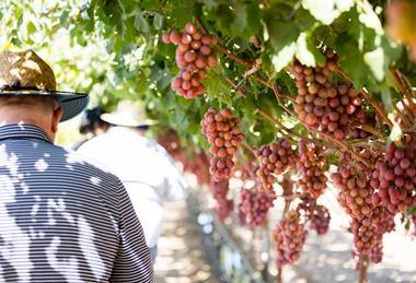 Licensee Field Tour Seeing New Sun World Varietals