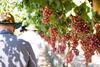 Licensee Field Tour Seeing New Sun World Varietals