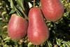 Tru-Cape blushed pears South Africa
