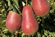 Tru-Cape blushed pears South Africa