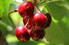 Californian Bing cherries will arrive later this month