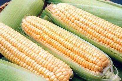 sweetcorn